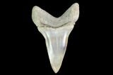 Fossil Mako Tooth - Lee Creek (Aurora), NC #142334-1